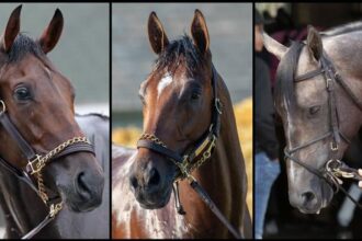 Slideshow: Meet candidates for the 2025 Haskell Stakes