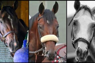 Slideshow: Meet candidates for the 2025 Jim Dande Stakes
