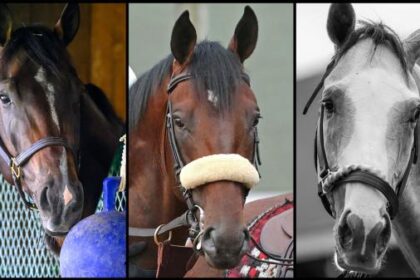 Slideshow: Meet candidates for the 2025 Jim Dande Stakes