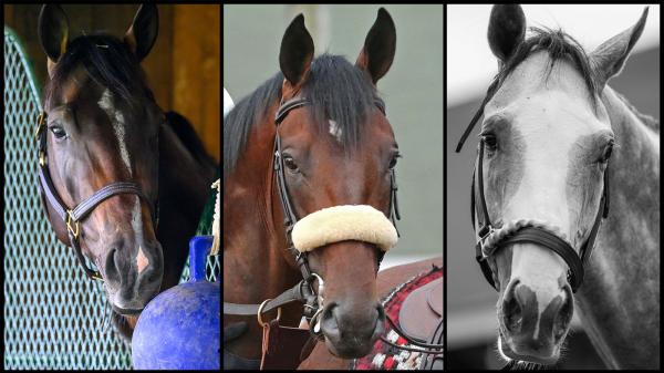 Slideshow: Meet candidates for the 2025 Jim Dande Stakes