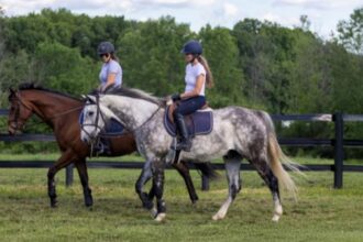 Success Story of Thoroughbred Aftercare Alliance: Find out what he needs most for me