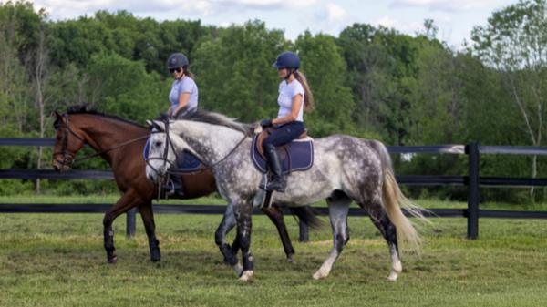 Success Story of Thoroughbred Aftercare Alliance: Find out what he needs most for me