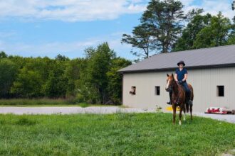 Success Story of Thoroughbred Aftercare Alliance: She found the fly fit perfectly