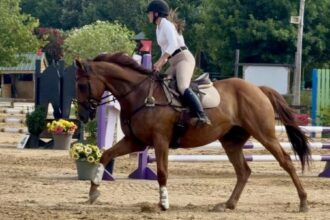 Thoroughbred Transformation Diary: A perspective on salesman's cool, gentle personality