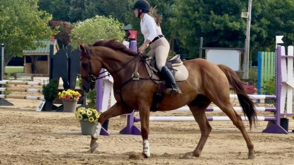 Thoroughbred Transformation Diary: A perspective on salesman's cool, gentle personality