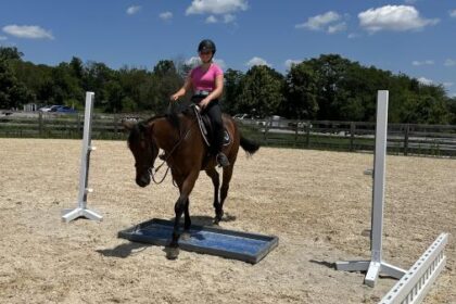 Thoroughbred Transformation Diary: Stimulating and nervous times