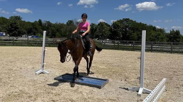 Thoroughbred Transformation Diary: Stimulating and nervous times