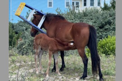 A foal nursing; a mare with a ladder hanging on her neck.