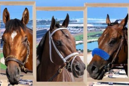 Field, odds for a million dollar race against NYSOS 8-5