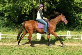 Success Story of Thoroughbred Aftercare Alliance: Love at first sight for Junior and Mary
