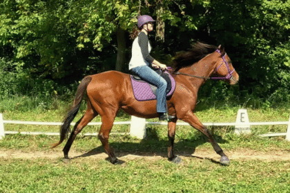 Success Story of Thoroughbred Aftercare Alliance: Love at first sight for Junior and Mary