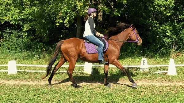 Success Story of Thoroughbred Aftercare Alliance: Love at first sight for Junior and Mary