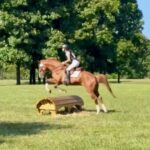Thoroughbred Transformation Diary: Grey Magician's Answers, Learning Experiences to Impose a Ruler