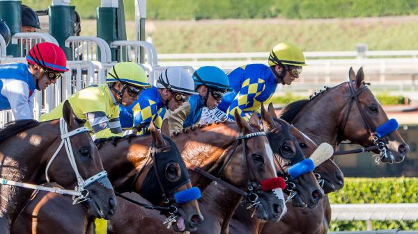 2025 Goodwood Stakes Cheat Sheet