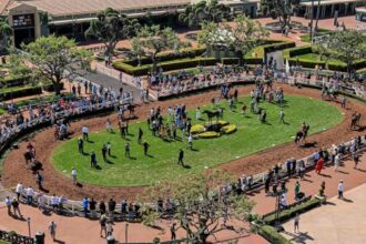 Find value with long shots at the 2025 Goodwood Stakes