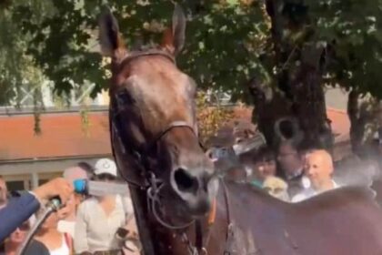 Stewart-owned Goliath won in Germany. BC grass may be next