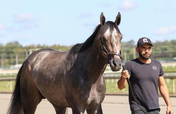 Walsh brings bigger and stronger Gosgars to the Pennsylvania Derby