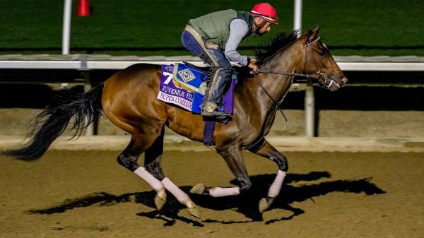 Aiming for a longshot of 15 wins and 1 loss in the Breeders' Cup Juvenile Fillies
