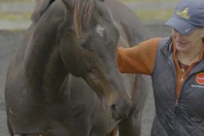 CARMA is committed to your horse and ensures that 'aftercare is not an afterthought'