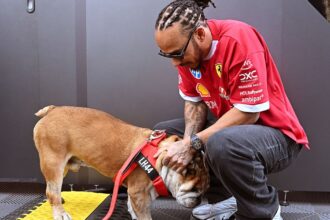 Hamilton moved to "overwhelming" support after the death of dog Roscoe