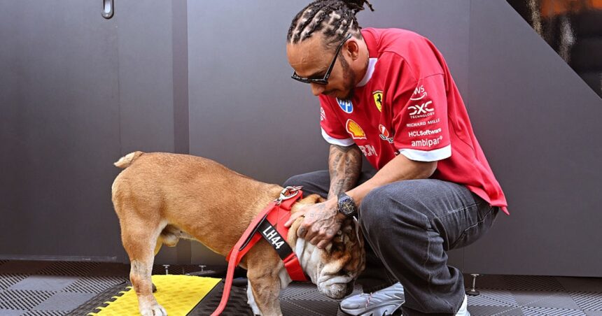 Hamilton moved to "overwhelming" support after the death of dog Roscoe