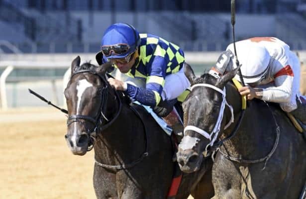 Iron Orchard sells for $2.5 million in Fasig-Tipton digital sale