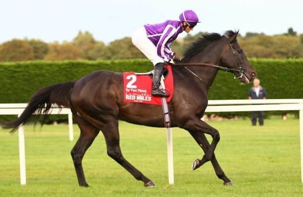 Leading Australian stallion So You Think dies at age 19