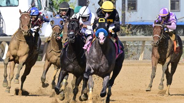 Napoleon Solo, Ground Support, Iron Orchard prepares for the 2-Year Breeders Cup in New York