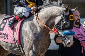 Napoleon Solo withdraws from Breeders' Cup, plans to return next year