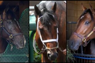 Slideshow: Meet the 2025 Breeders' Cup Classic competitors