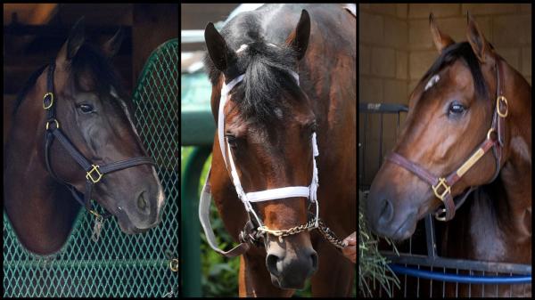 Slideshow: Meet the 2025 Breeders' Cup Classic competitors