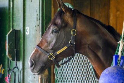 Star 3-year-old horse Sovereant withdraws from Breeders' Cup Classic due to fever