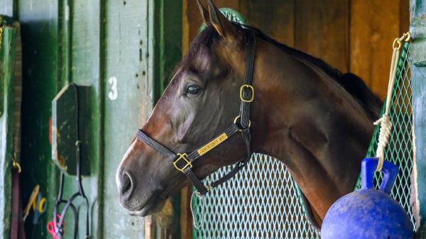 Star 3-year-old horse Sovereant withdraws from Breeders' Cup Classic due to fever