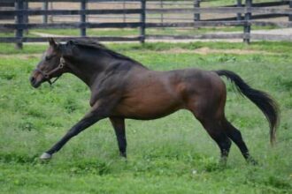 1997 Belmont winner Touch Gold euthanized at age 31