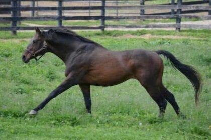 1997 Belmont winner Touch Gold euthanized at age 31