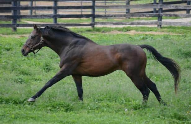 1997 Belmont winner Touch Gold euthanized at age 31