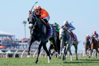 Breeders' Cup Turf Sprint Winner Shiso Spicy Bolsters Fasig Tipton November Sale