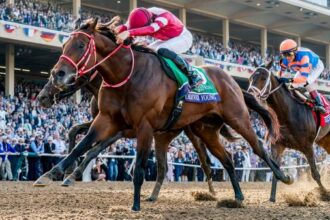 Forever Young and Sovereignty tied as world's best dirt racehorses in Longines rankings