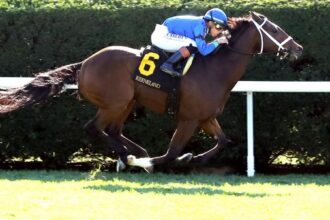Improving Chapman's Peak in the Commonwealth Turf Stakes