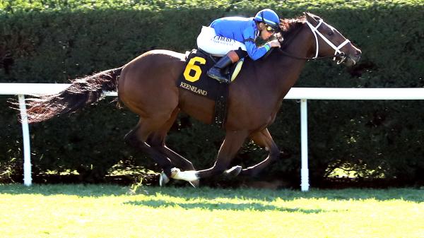 Improving Chapman's Peak in the Commonwealth Turf Stakes
