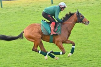 Profitable strategy to bet on Kalandagan in the 2025 Japan Cup