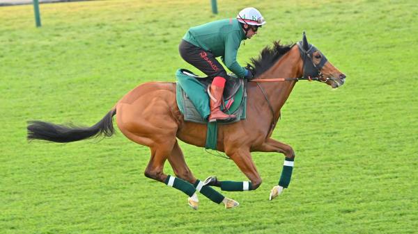 Profitable strategy to bet on Kalandagan in the 2025 Japan Cup