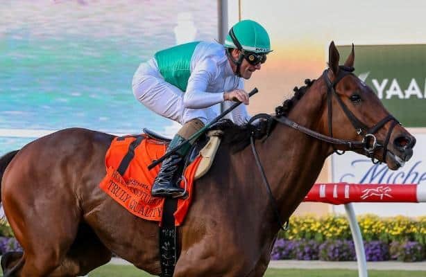 Recreate true quality with Hollywood Turf Cup