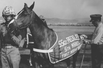 The Story of a Reckless Sergeant: A Korean War Horse Who Served Bravely