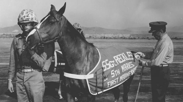 The Story of a Reckless Sergeant: A Korean War Horse Who Served Bravely