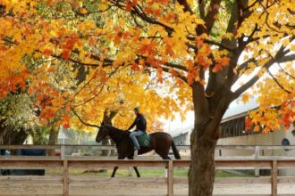 Where to Watch/Watch: 2025 Thanksgiving Holiday Weekend