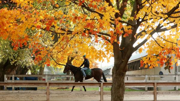 Where to Watch/Watch: 2025 Thanksgiving Holiday Weekend