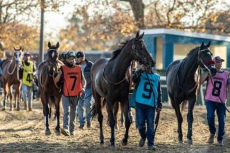 Where to watch: Horse racing coverage November 12th to November 16th