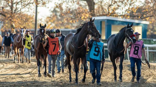 Where to watch: Horse racing coverage November 12th to November 16th