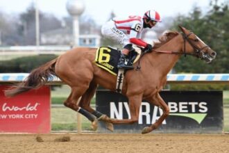 Best fully subscribed on Comely